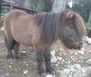Poney poney-club-alpes-maritimes-enfants