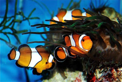 Poissons clowns parc-vacances-famille-marineland-aquariums-poissons