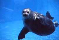 Avis rencontre avec les otaries marineland