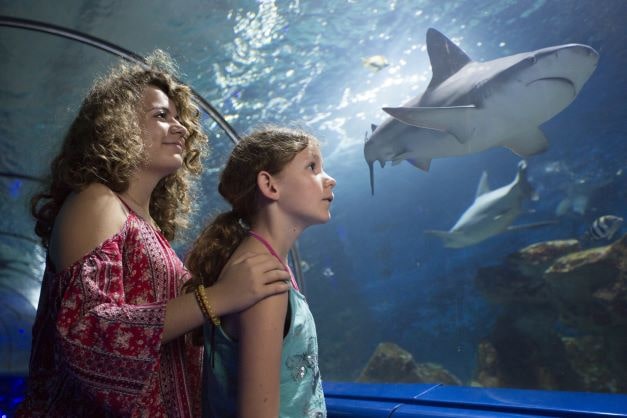 Marineland tunnel aux requins marineland-tunnel-requins-parc-loisirs-marin
