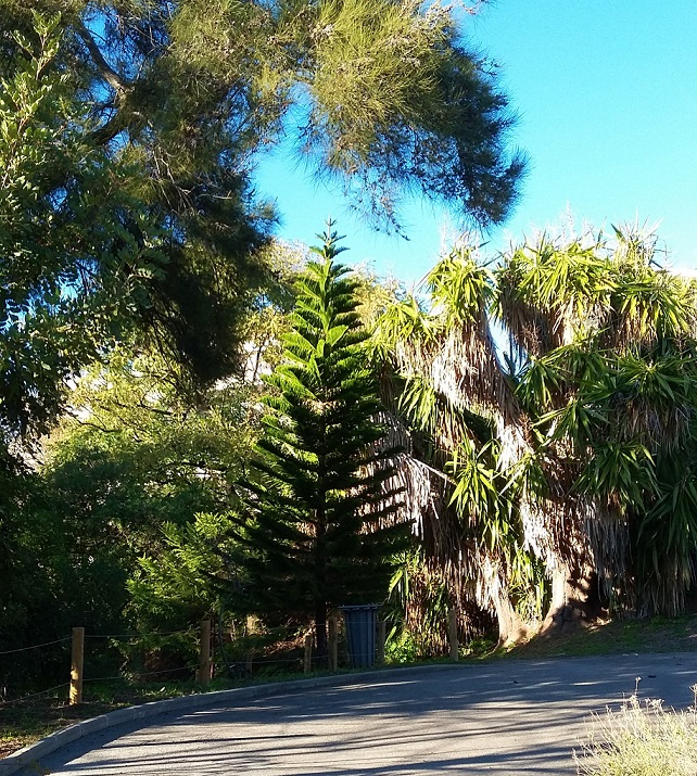 Plantes au Jardin botanique jardin-botanique-nice-aire-jeux-enfants