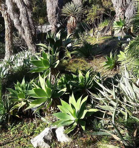 sortie-famille-enfants-parc-nice-alpes-maritimes-jardin-plantes