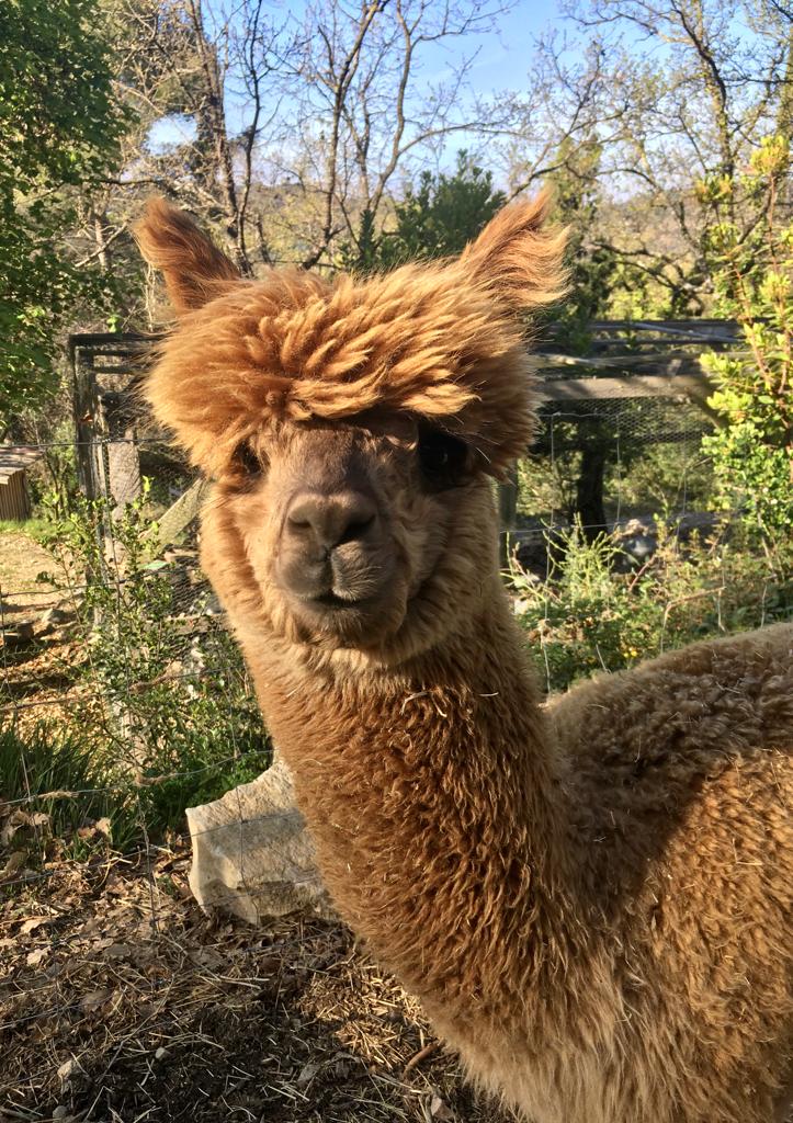 ferme-pedagogique-domaine-tour-escarene-alpagas-alpes-maritimes