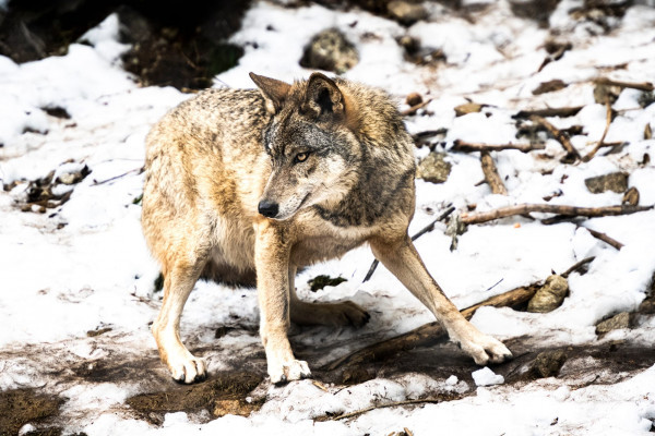 animations-parc-alpha-vesubie-noel-enfants-famille-activites-nature