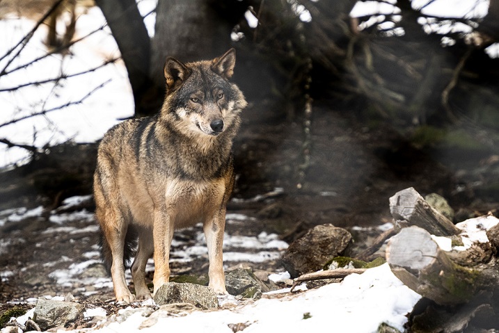 parc-alpha-loup-vacances-noel-animations-famille
