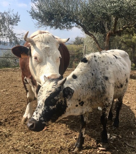 ferme-pegagogique-06-cote-azur-escarene-enfants