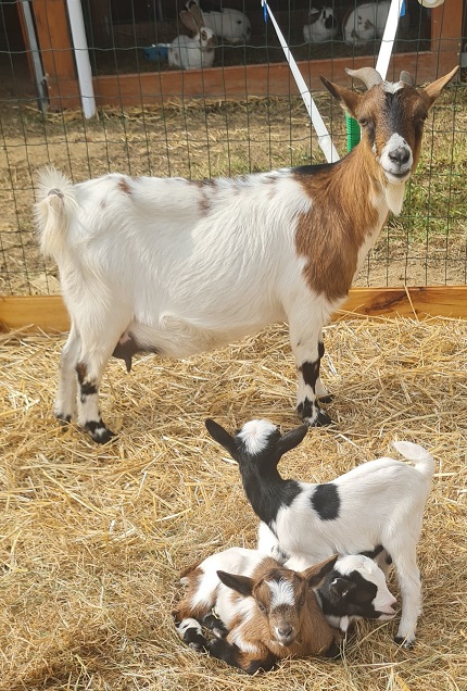 ferme-pinocchio-sortie-famille-animaux