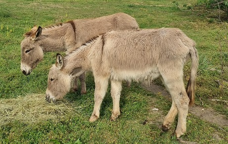 animations-activites-gratuites-fete-evenement-octobre-cote-azur-06-nice