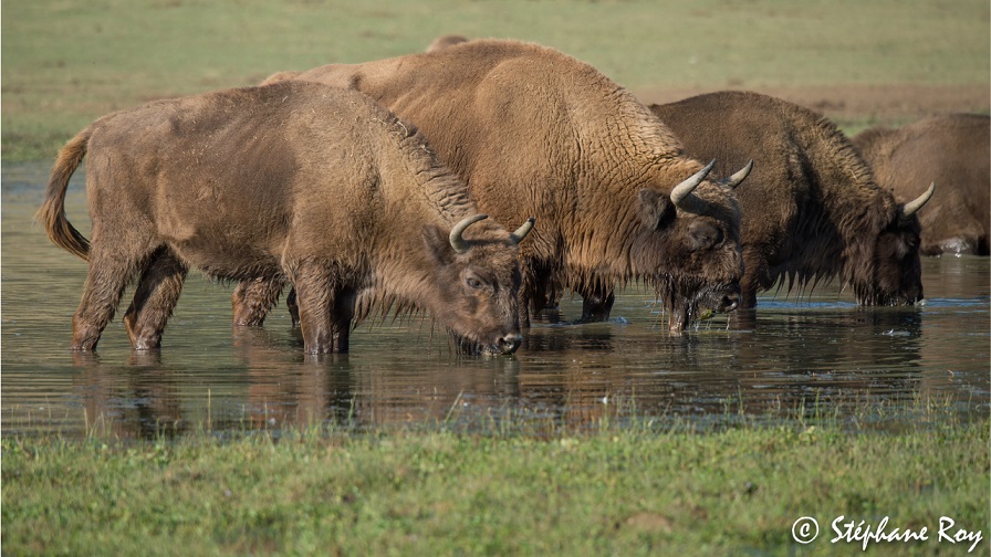 visiter-reserve-bisons-famille-cote-azur-balade-caleche-nature