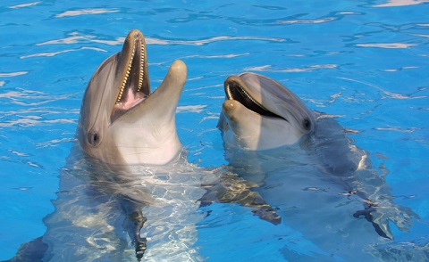 dauphins à Marineland marineland-dauphins-spectacle-sortir-enfants-06