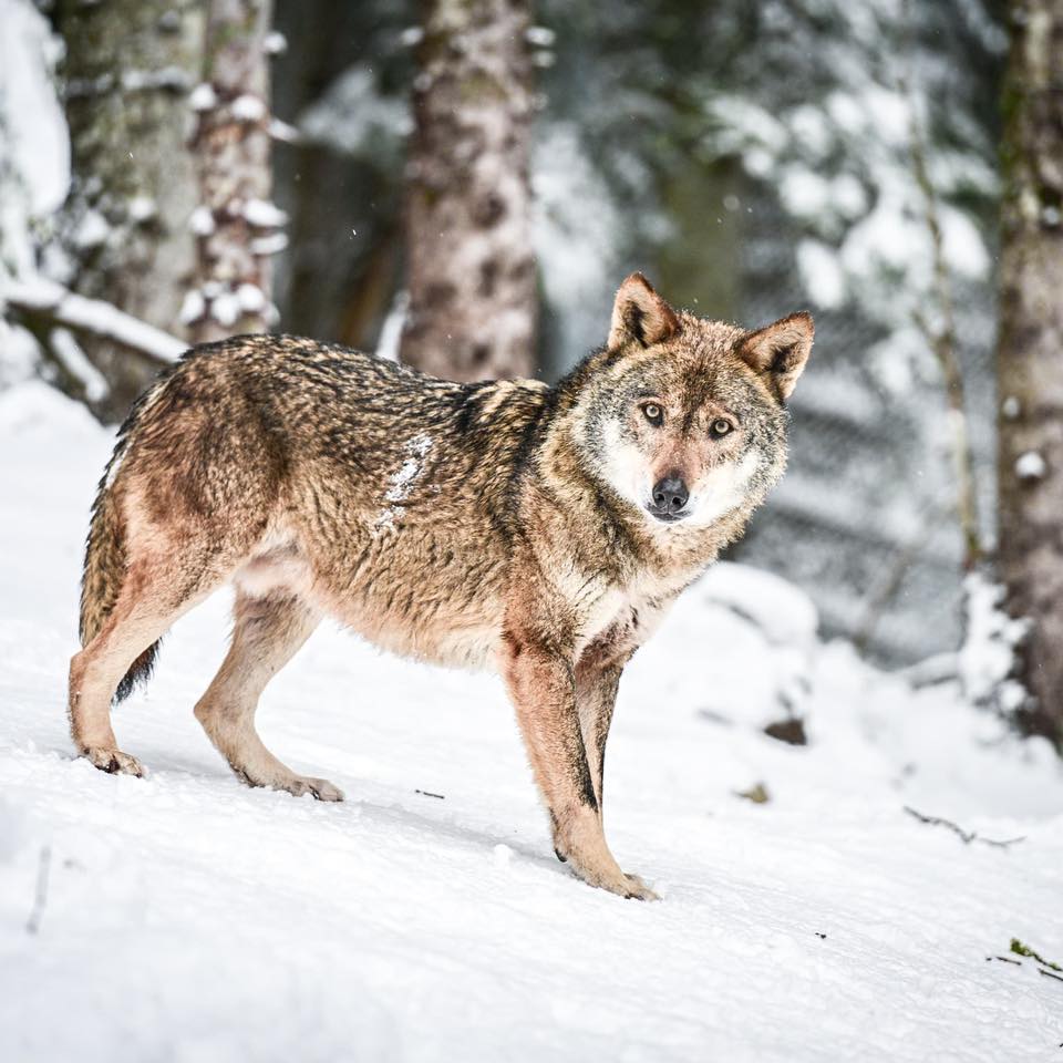 Piste de ski à la Colmiane vacances-montagne-famille-colmiane-ski-neige-activites-visites