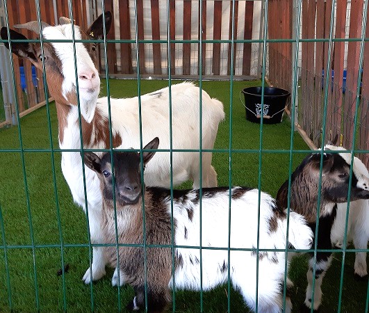 idee-sortie-famille-alpes-maritimes-enfant-amille-animaux-ferme-poneys