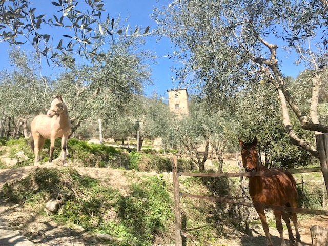 sortie-avec-enfants-nice-ferme-pedagogique