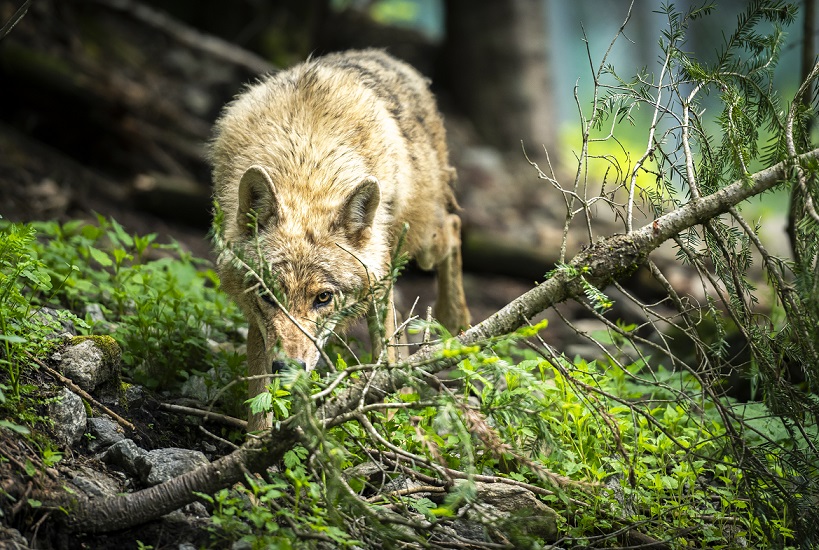 parc-alpha-loups-animations-soigneurs-06