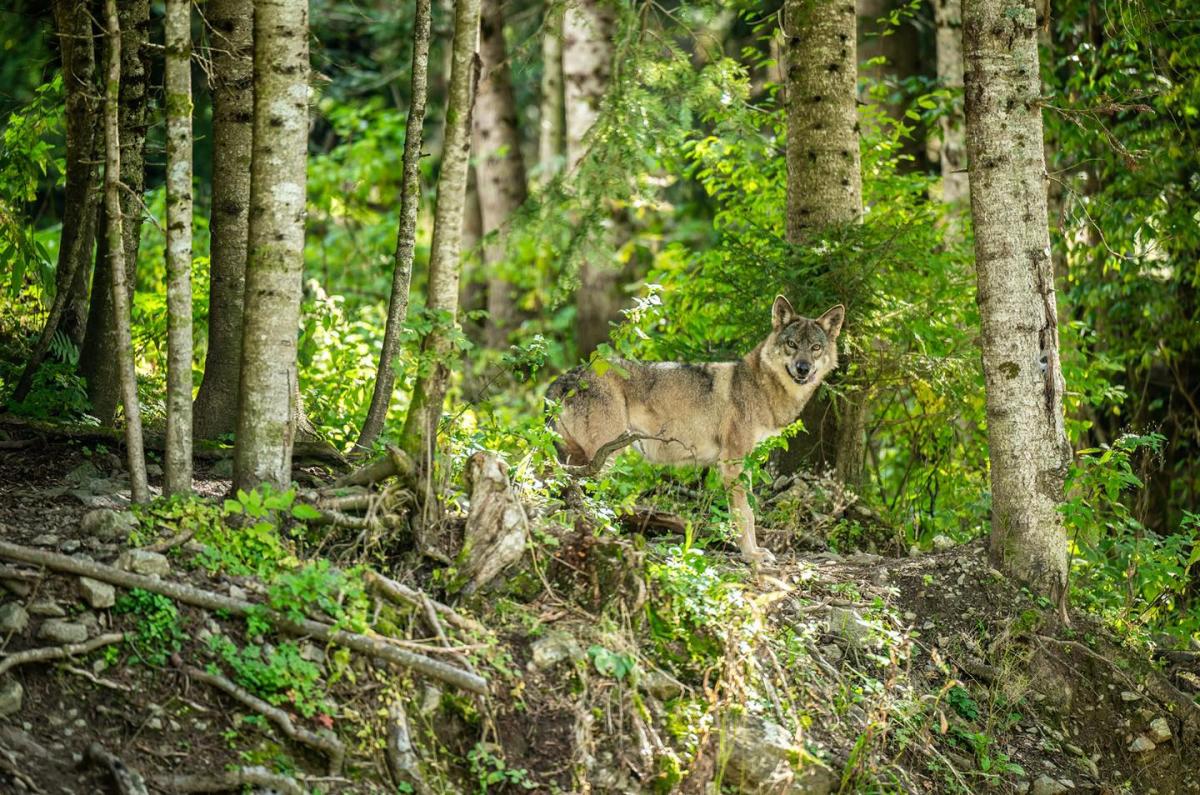 parc-alpha-loups-visite-saint-martin-vesubie-animations-horaires-tarifs-billets