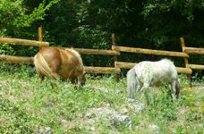 stage-activite-enfants-poney-equitation