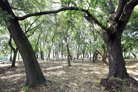 Arbres au parc Estiennes d'Orves à Nice parc-vacances-enfants-estiennes-orves-nice-arbres