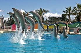 dauphins à Marineland marineland-dauphins-spectacle-sortir-enfants-06