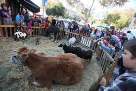 fête de la Fête de la châtaigne à Cagnes sur mer et ses animaux sejour-famille-vache-fete-cagnes-mer-enfants
