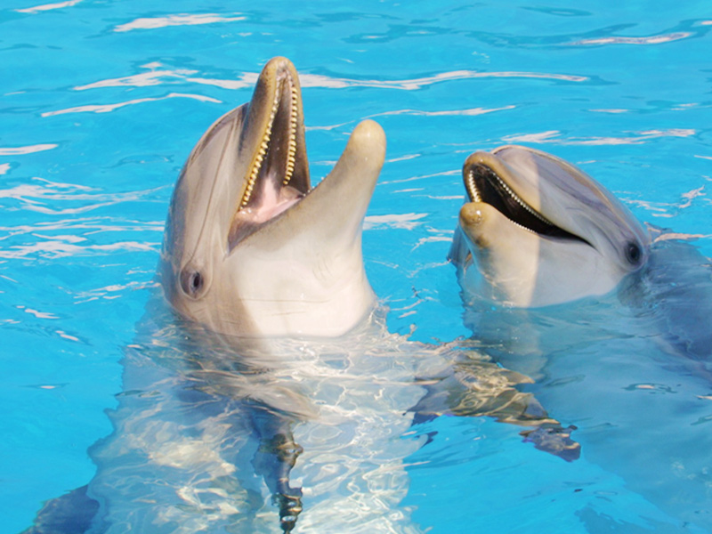dauphins anniversaire-parc-marineland-dauphins-riviera-cote-dazur-alpes-maritimes