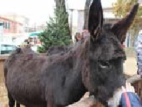 festivites-noel-06-alpes-maritimes-marche-programme