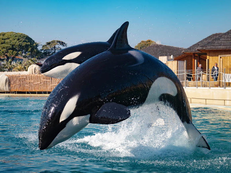 parc-marineland-animaux-marin-cote-azur-antibes-dauphins