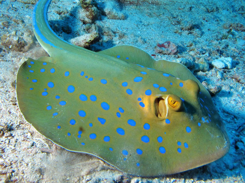 visite-zoo-cote-azur-animaux-poissons-aquarium-marineland-antibes
