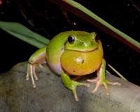 Grenouille au jardin botanique à Nice grenouille-jardin-botanique-nice