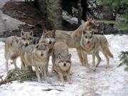 Meute de loups au Parc Alpha parc-vacances-famille-meute-loups-alpha