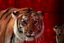 tigre-cirque-medrano-fauves-spectacle