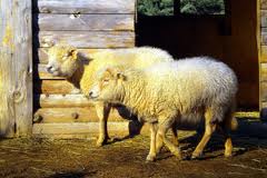 Moutons à Kids Island kids-island-antibes-horaires-tarifs