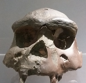 musee-homme-terra-amata-nice-ado