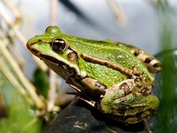 faune-parc-grenouilles-découverte-animaux