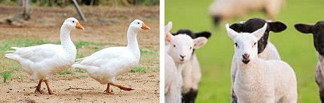 animaux-compagnie-famille-chat-chien-ferme