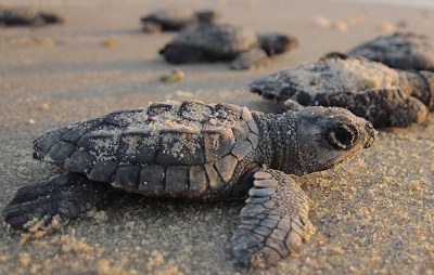sortie-enfant-famille-monaco-activites