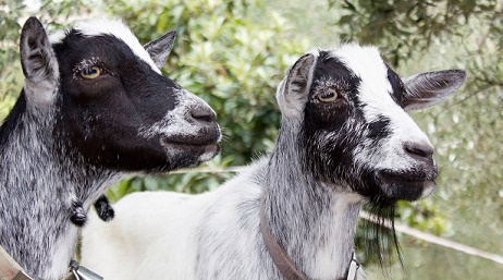 animaux-alpes-meritimes-cote-azur-ferme-pedagogique