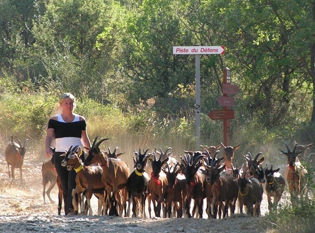 chevrerie-bois-amon-saint-cezaire-06