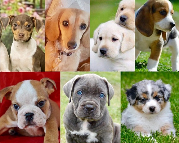 salon-animaux-acheter-chiot-race-nice