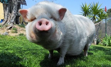 Vaches à Kids Island Antibes kids-island-enfants-biot-sortie-famille