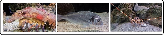 mediterranoscope-aquarium-ile-sainte-marguerite-cannes