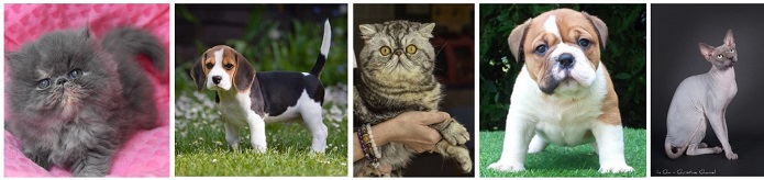 salon-animaux-compagnie-bien-etre-06