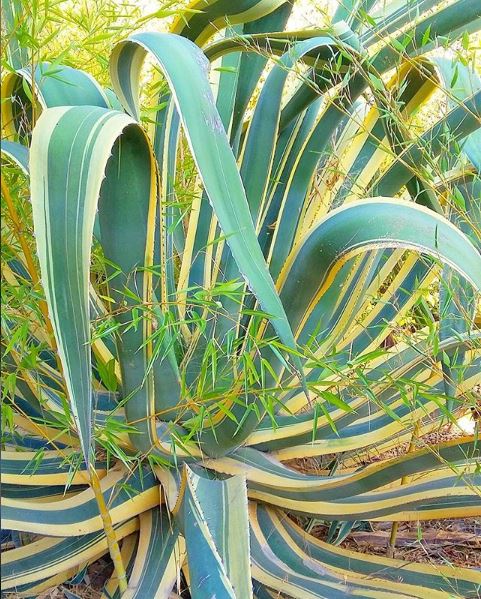 balade-nature-plantes-fleurs-alpes-maritimes