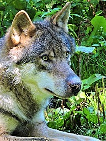 parc-alpha-loup-famille-ete-famille