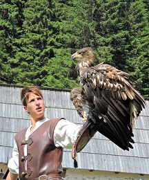 spectacle-fauconnerie-parc-alpha-loup-rapaces