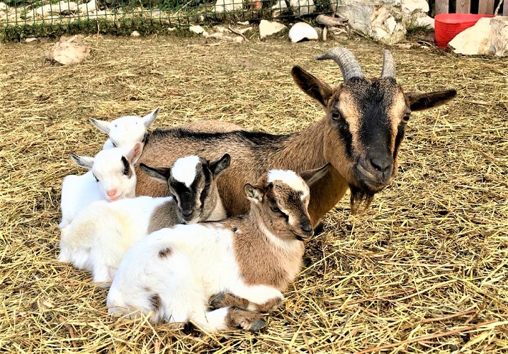 ferme-pedagogique-famille-enfants-alpes-maritimes-06-cote-azur