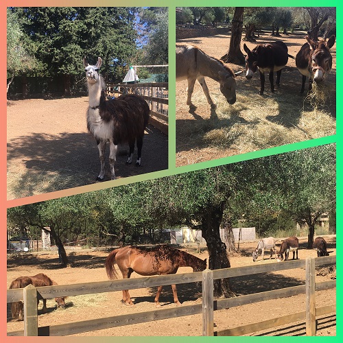 ferme-pedagogique-saint-cezaire-enfants-famille