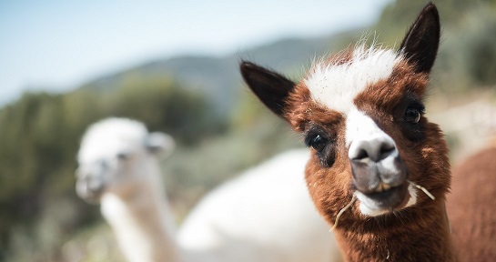 domaine-tour-ferme-pedagogique-animaux-enfants