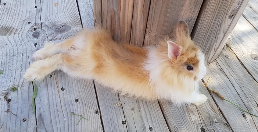 tour-poney-nice-enfants-jeux-animaux