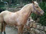 Poney et balade famille à la Colle-sur-loup activites-enfants-poney-colle-sur-loup