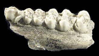 musee-hommes-prehistoriques-nice-sorties-06